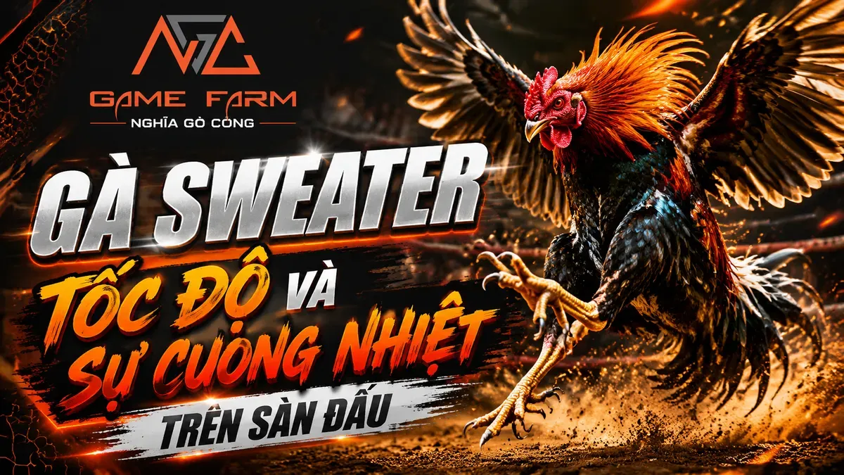 Gà Sweater Là Gì? Nguồn Gốc, Đặc Điểm và Phong Cách Thi Đấu