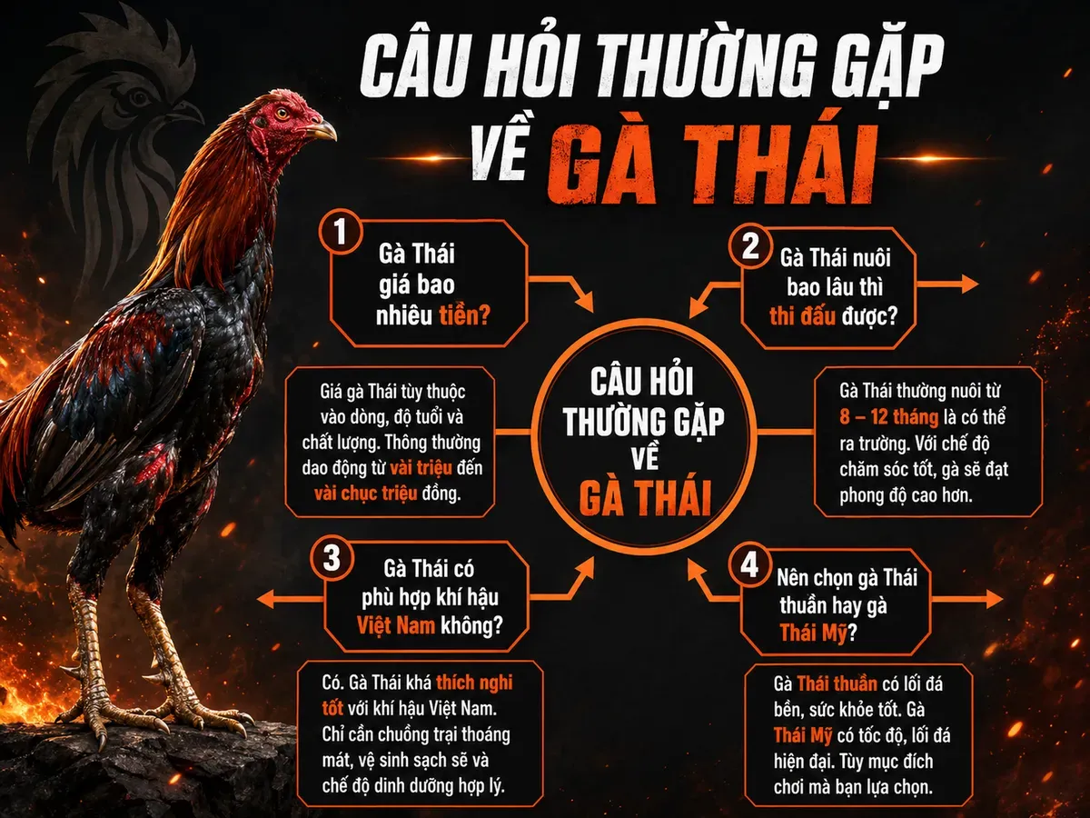 <vi SEO>Infographic so sánh các câu hỏi thường gặp về Gà Thái, giá cả, nuôi, khí hậu, chọn dòng, tường minh, dễ đọc