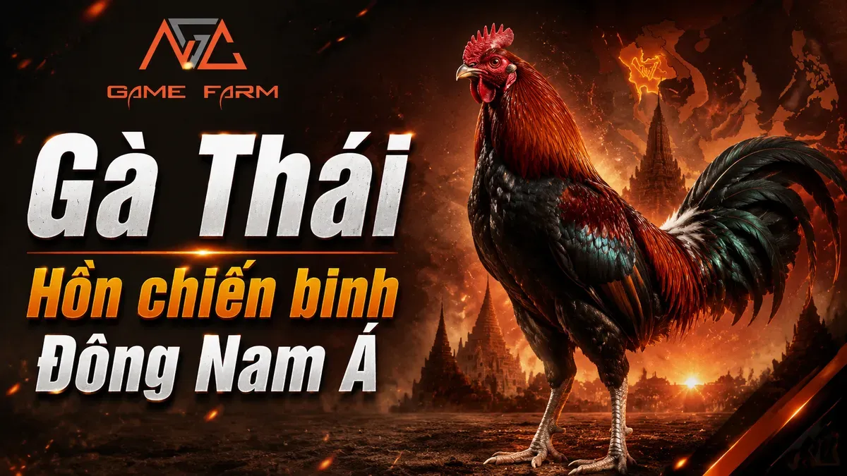 Gà Thái Là Gì? Nguồn Gốc, Đặc Điểm và Phong Cách Thi Đấu