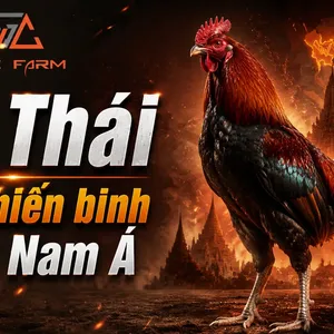 Gà Thái Là Gì? Nguồn Gốc, Đặc Điểm và Phong Cách Thi Đấu