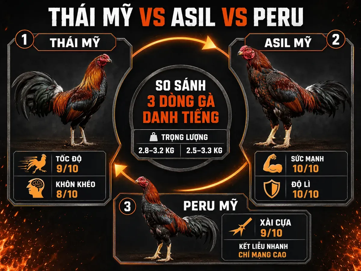 So sánh gà Thái Mỹ với Asil Mỹ và Peru Mỹ về tốc độ, sức mạnh, độ lì và khả năng xài cựa