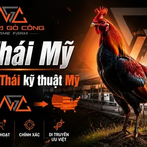 Gà Thái Mỹ: Nguồn Gốc, Đặc Điểm và Cách Nuôi Dòng Lai Bán Chạy Nhất