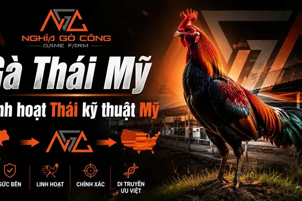 Gà Thái Mỹ: Nguồn Gốc, Đặc Điểm và Cách Nuôi Dòng Lai Bán Chạy Nhất