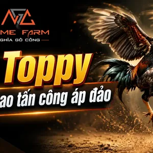 Gà Toppy — Dòng Ginn Grey Di Sản Quý Hiếm Từ Nước Mỹ