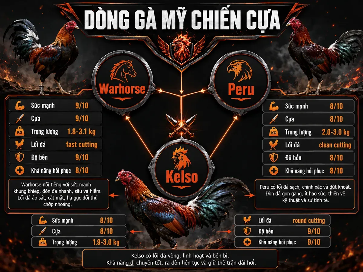 <vi SEO>Infographic so sánh đặc điểm chiến đấu và nhận dạng các dòng gà Mỹ Warhorse, Peru, Kelso, trọng lượng, cựa, lối đá