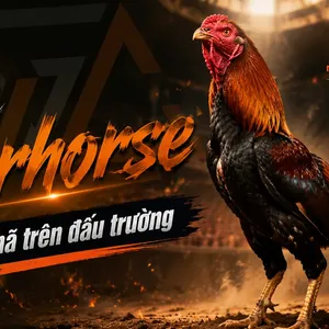 Gà Warhorse: Nguồn Gốc, Đặc Điểm và Phong Cách Chiến Đấu