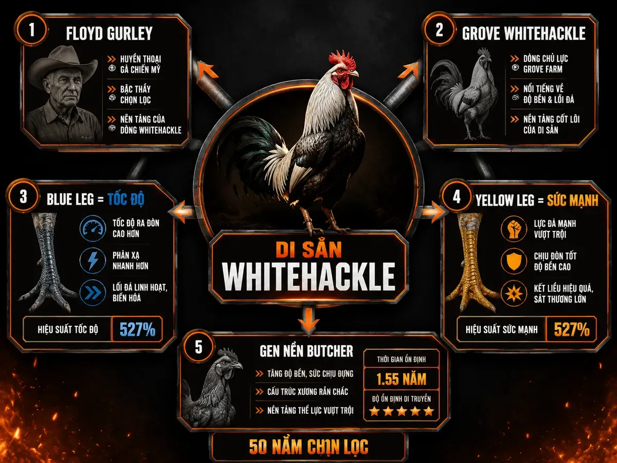 Infographic di sản Whitehackle và các nhánh chiến kê nổi tiếng Mỹ