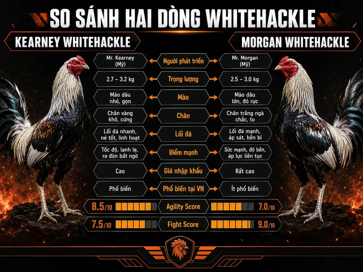 So sánh Kearney và Morgan Whitehackle với thông số, ngoại hình, lối đá trên nền chiến gà tối