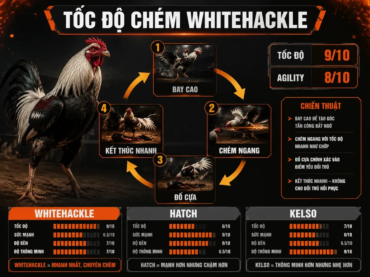 Infographic phong cách chiến đấu gà Whitehackle với tốc độ chém cao trên sàn cựa dao