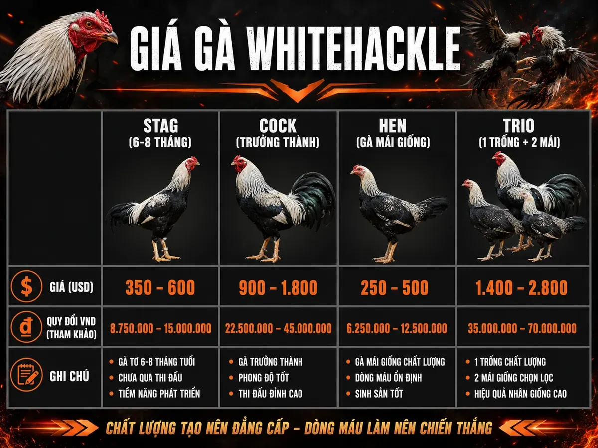 Bảng so sánh giá gà Whitehackle Mỹ tại Việt Nam theo phân loại Stag, Cock, Hen, Trio