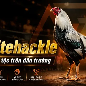 Gà Whitehackle — Dòng Chiến Kê Quý Tộc Nước Mỹ