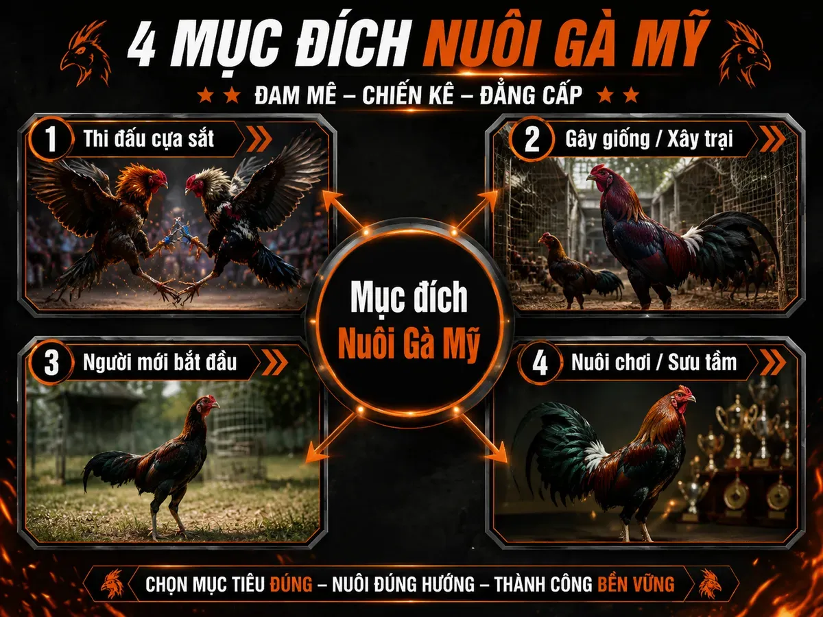 Hướng dẫn chọn dòng gà Mỹ theo mục đích: thi đấu, gây giống, nuôi mới, nuôi chơi, với gà chiến thực tế, infographic radial.