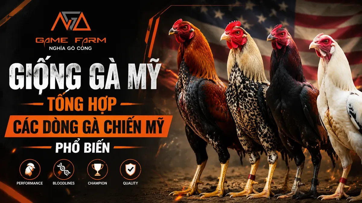 Giống Gà Mỹ: Các Dòng Phổ Biến, Đặc Điểm và Cách Chọn Đúng Dòng