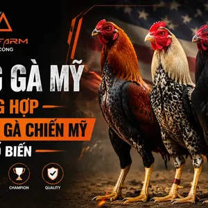Giống Gà Mỹ: Các Dòng Phổ Biến, Đặc Điểm và Cách Chọn Đúng Dòng