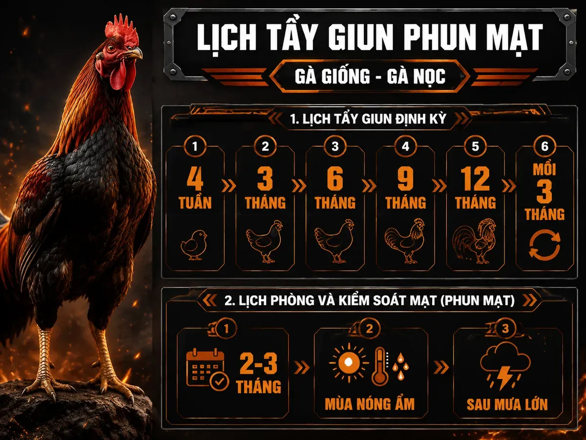 Infographic lịch tẩy giun sán và phun mạt định kỳ 12 tháng cho gà giống, các mốc tuổi và chu kỳ chăm sóc quan trọng.