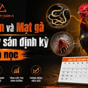 Giun Sán Mạt Gà: Lịch Tẩy Định Kỳ, Thuốc An Toàn Cho Gà Nọc