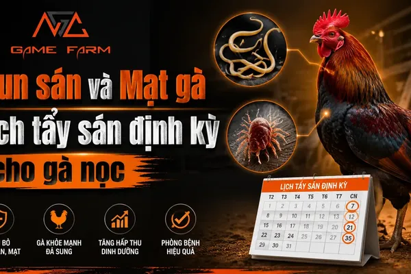 Giun Sán Mạt Gà: Lịch Tẩy Định Kỳ, Thuốc An Toàn Cho Gà Nọc