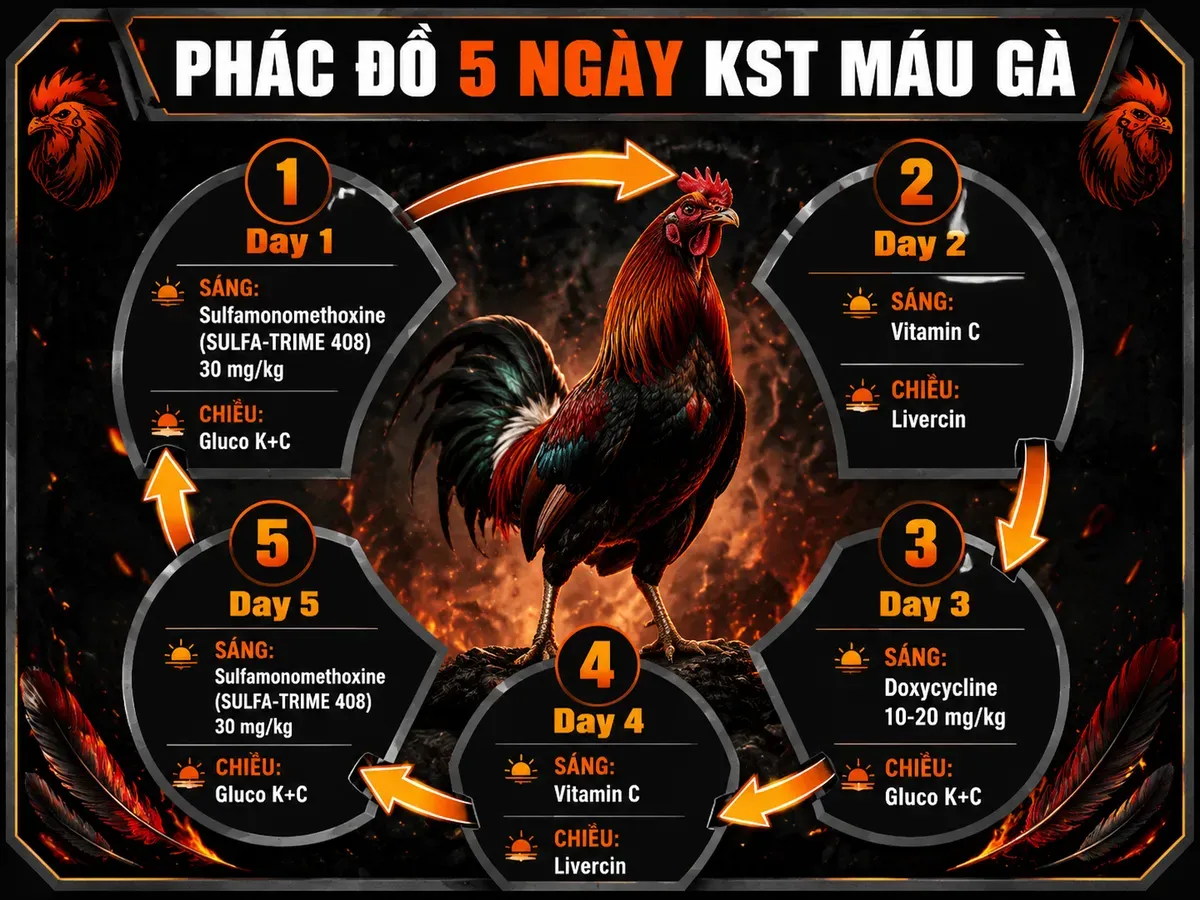 Phác đồ điều trị ký sinh trùng đường máu gà (5 ngày)