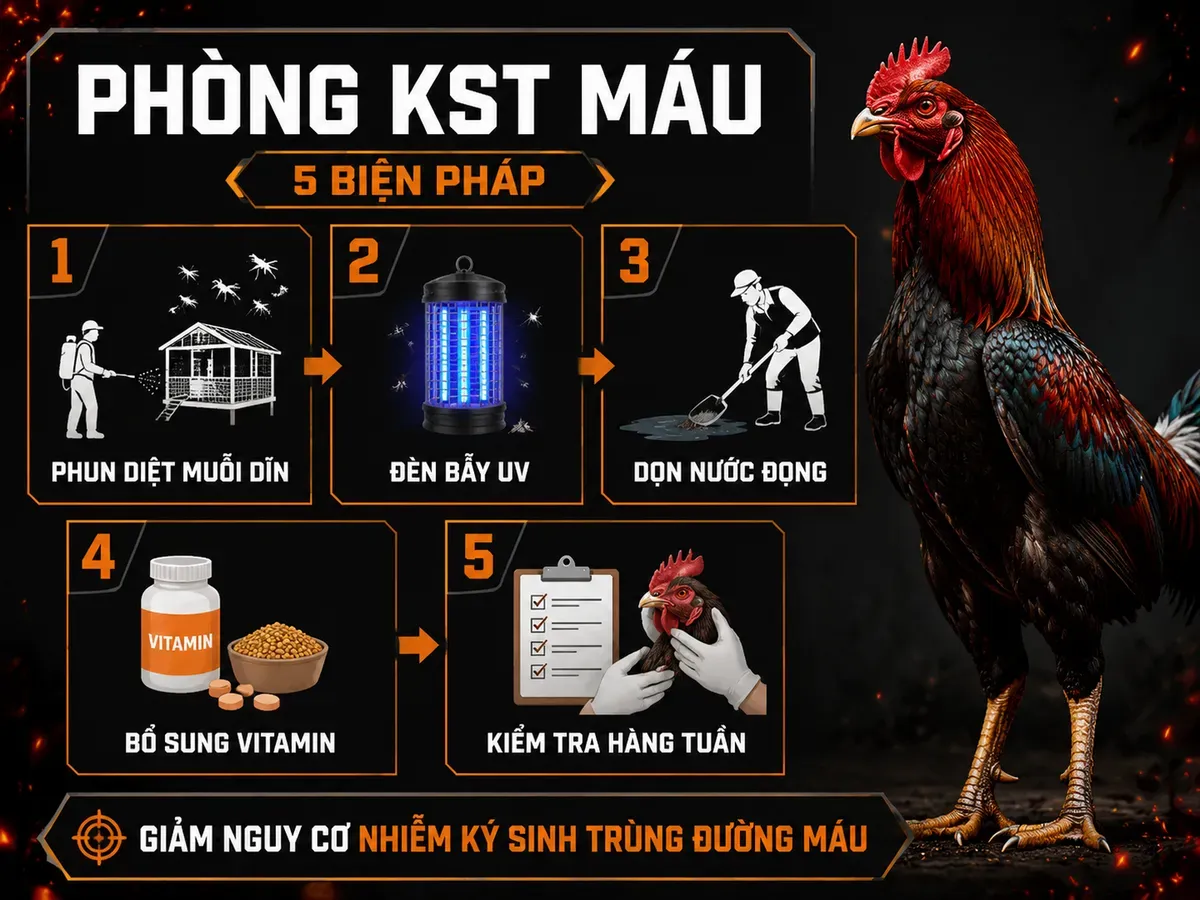 Cách phòng ngừa ký sinh trùng đường máu cho trại gà