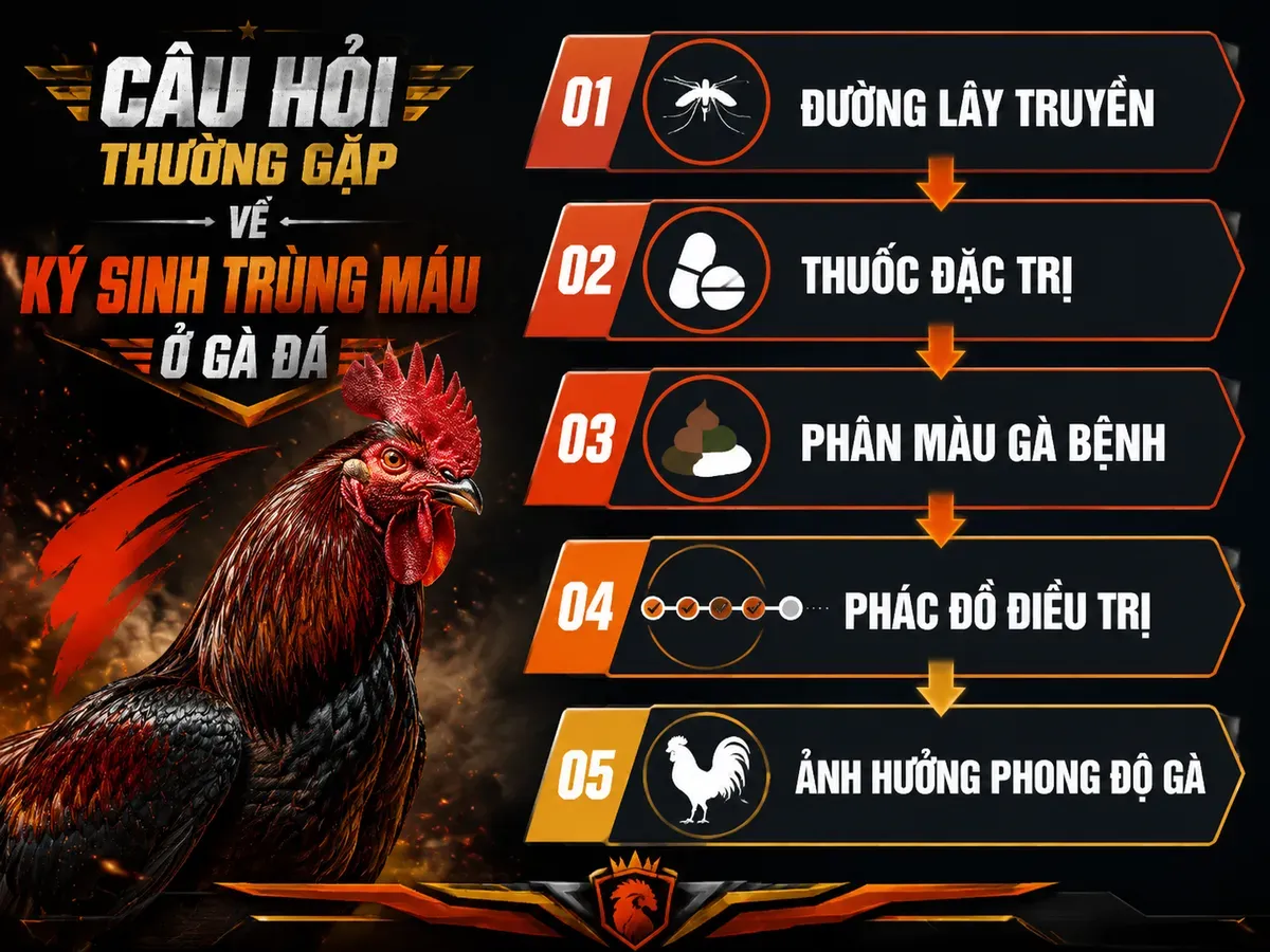 Câu hỏi thường gặp về ký sinh trùng đường máu gà
