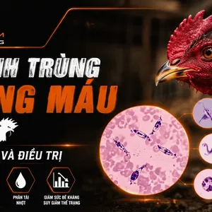 Ký Sinh Trùng Đường Máu Gà: Triệu Chứng, Phác Đồ Điều Trị & Cách Phòng Ngừa