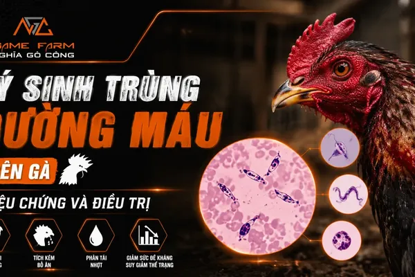 Ký Sinh Trùng Đường Máu Gà: Triệu Chứng, Phác Đồ Điều Trị & Cách Phòng Ngừa