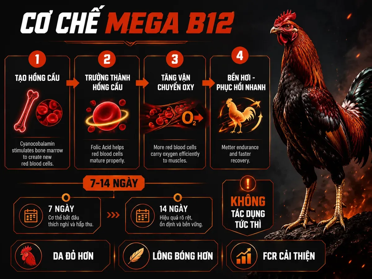 Infographic cơ chế Mega B12 giúp tăng hồng cầu, vận chuyển oxy và cải thiện sức bền gà chiến sau 7–14 ngày.