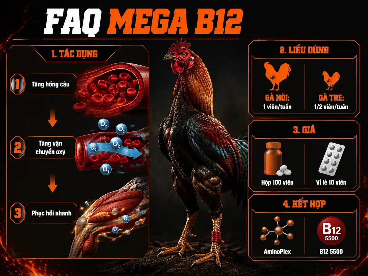 Infographic câu hỏi thường gặp Mega B12 cho gà chiến: công dụng, liều dùng, giá bán và phối hợp bổ trợ
