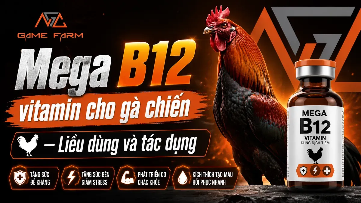 Mega B12 Vitamin Cho Gà Chiến: Thành Phần, Liều Dùng Và Phác Đồ Biệt Dưỡng 2026