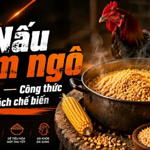 Nấu cám ngô cho gà — Công thức dinh dưỡng tự nhiên và cách chế biến chuẩn