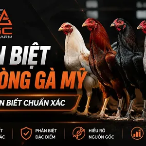 Phân biệt các dòng gà Mỹ: Cách nhận biết chuẩn xác từ ngoại hình đến lối chiến