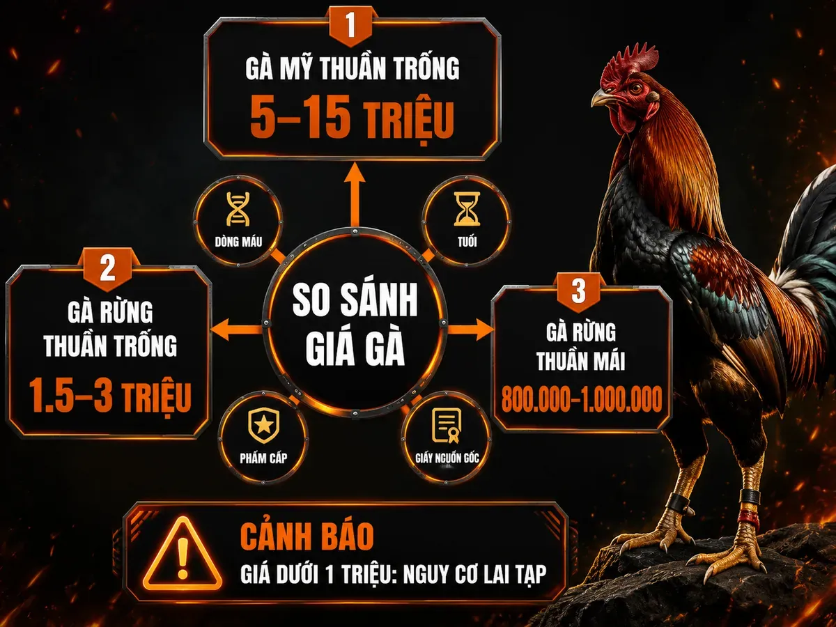 Infographic so sánh giá gà Mỹ thuần và gà rừng thuần, các yếu tố ảnh hưởng giá và cảnh báo gà lai tạp.