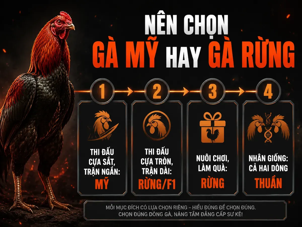 So sánh gà Mỹ và gà rừng theo mục đích: thi đấu cựa sắt, cựa tròn, nuôi chơi, nhân giống, phong cách dark combat Gò Công