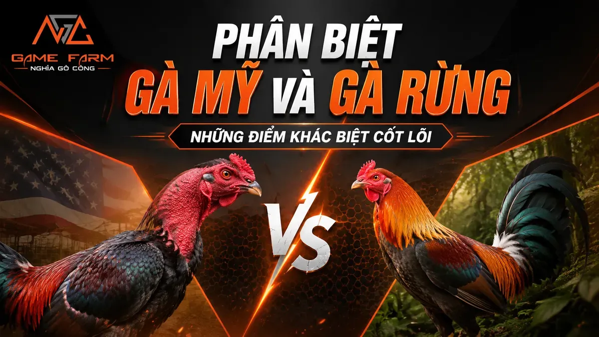 Phân biệt gà Mỹ và gà rừng: khác nhau từ ngoại hình đến lối thi đấu