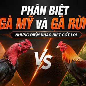 Phân biệt gà Mỹ và gà rừng: khác nhau từ ngoại hình đến lối thi đấu