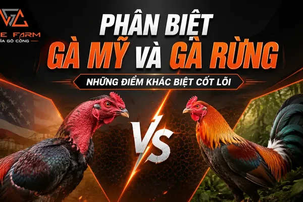 Phân biệt gà Mỹ và gà rừng: khác nhau từ ngoại hình đến lối thi đấu