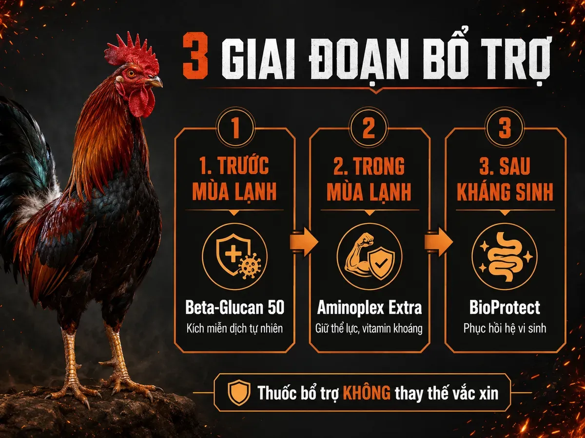 Infographic thuốc bổ trợ phòng bệnh mùa lạnh cho gà chiến gồm Beta-Glucan 50, Aminoplex Extra và BioProtect theo 3 giai đoạn sử dụng.
