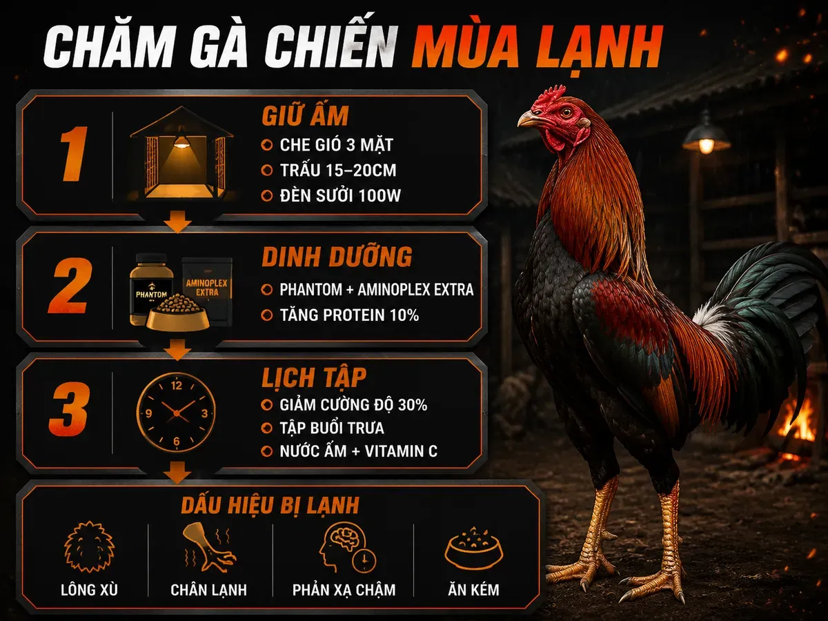 Infographic chăm sóc gà chiến mùa lạnh với giữ ấm, dinh dưỡng, lịch tập và dấu hiệu bị lạnh