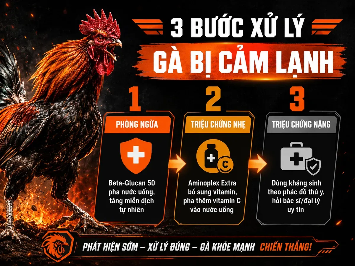 Quy trình chọn thuốc cho gà mùa lạnh, từ phòng ngừa đến triệu chứng nặng, hiển thị rõ từng bước và nhãn thông tin