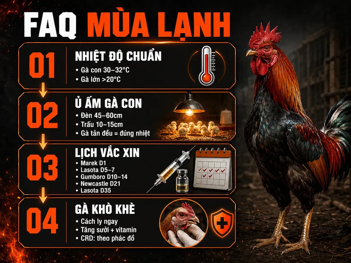 Infographic câu hỏi thường gặp về phòng bệnh gà mùa lạnh với nhiệt độ chuẩn, ủ ấm, lịch vắc xin và xử lý khò khè.