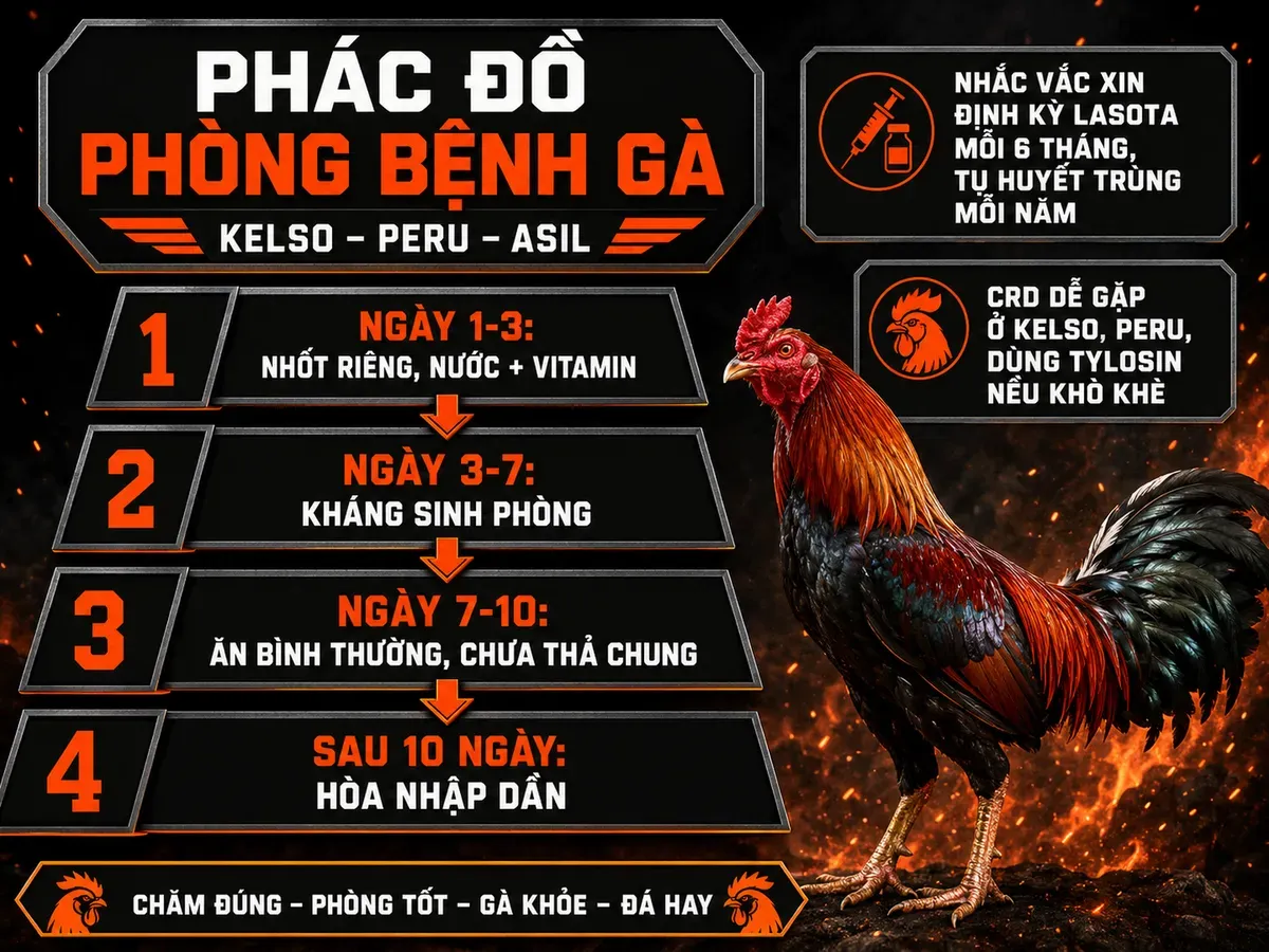 Infographic phác đồ cách ly và chăm sóc gà chiến nhập khẩu Kelso, Peru, Asil, nhấn mạnh ngày cách ly và vắc xin định kỳ