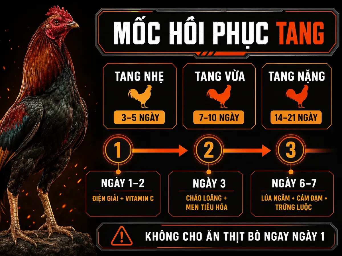 Infographic tang gà đá gồm 3 mức độ tổn thương, thời gian hồi phục và các mốc chăm sóc dinh dưỡng theo ngày.