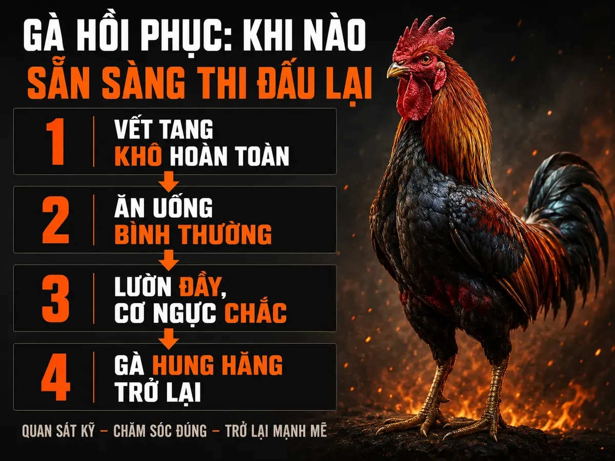 Infographic 4 dấu hiệu gà chiến hồi phục trước khi thi đấu lại, hướng dẫn trực quan từ trại Gò Công