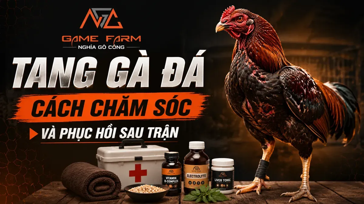 Tang gà đá: Phác đồ xử lý và phục hồi chuẩn thú y từ trại Gò Công