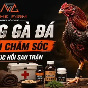 Tang gà đá: Phác đồ xử lý và phục hồi chuẩn thú y từ trại Gò Công