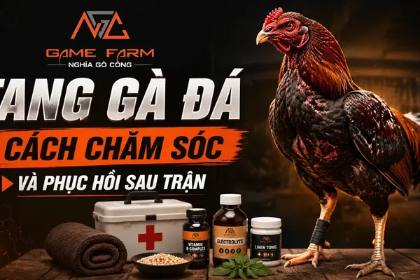 Tang gà đá: Phác đồ xử lý và phục hồi chuẩn thú y từ trại Gò Công