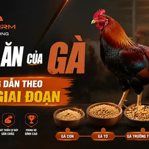 Thức ăn của gà: Phân loại, công thức phối trộn và chế độ ăn theo giai đoạn