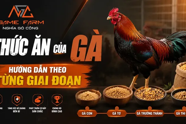 Thức ăn của gà: Phân loại, công thức phối trộn và chế độ ăn theo giai đoạn