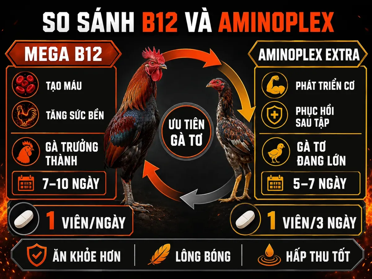 So sánh Mega B12 và Aminoplex Extra cho gà chiến, công dụng, đối tượng phù hợp và thời gian thấy hiệu quả.