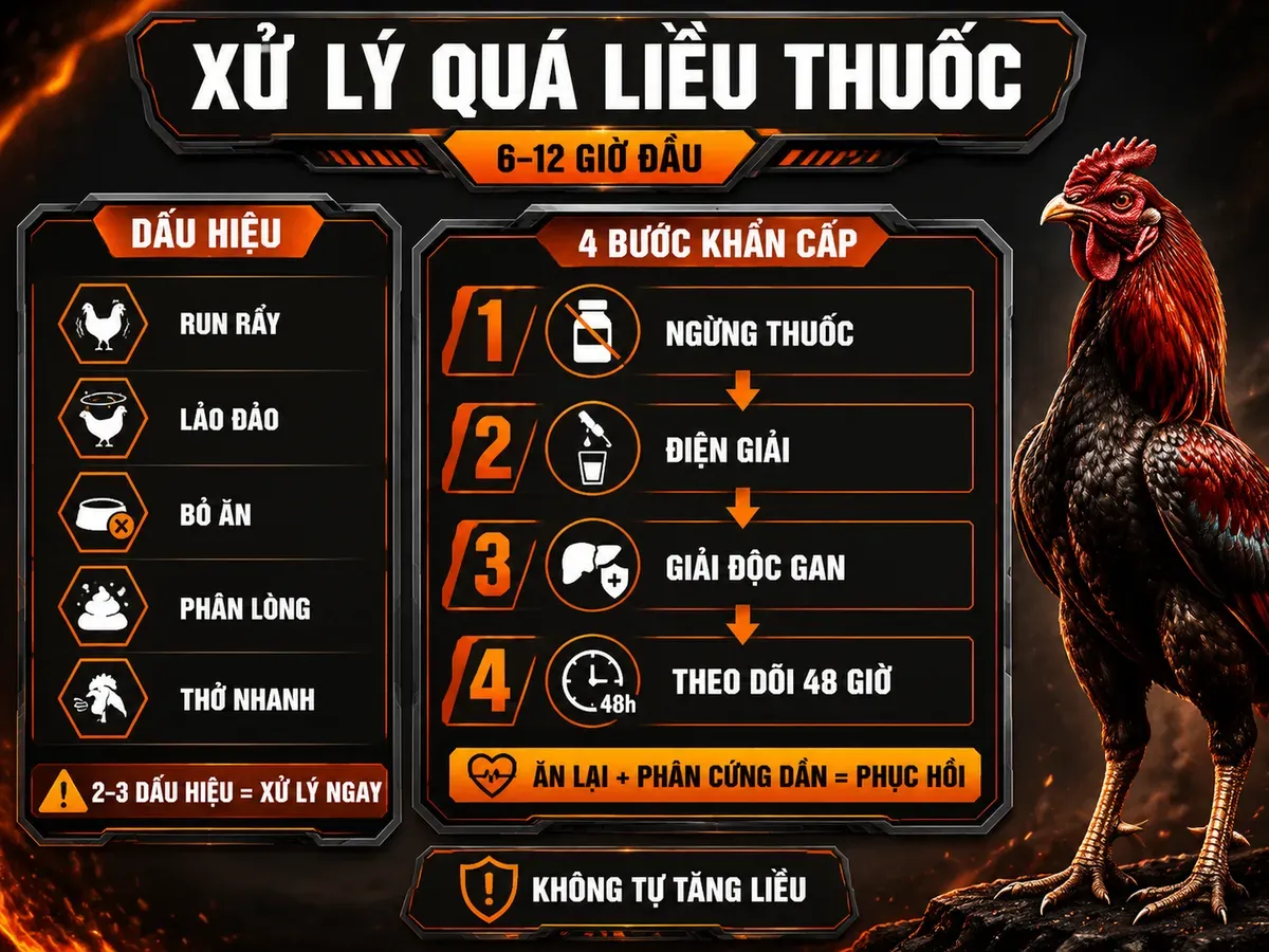 Infographic dấu hiệu quá liều thuốc tăng lực ở gà chiến và quy trình detox gan thận 4 bước khẩn cấp